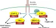 New Molecular Mechanisms in Diabetes Mellitus Development