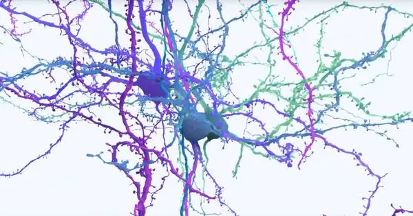 Scientists reveal a comprehensive Cell Map of a Mammalian Brain