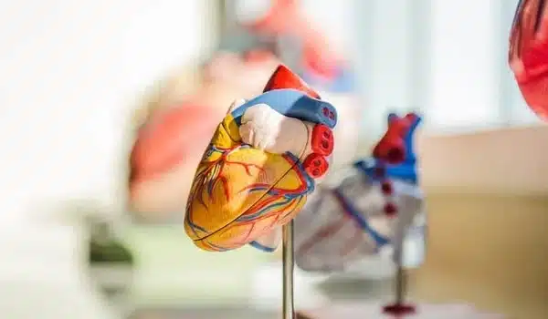 A beating biorobotic heart aims to better simulate valves