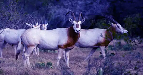 After-23-Years-Extinct-in-The-Wild-Scimitar-Horned-Oryx-Make-a-Triumphant-Comeback-1