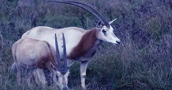 After 23 Years Extinct in The Wild, Scimitar-Horned Oryx Make a Triumphant Comeback