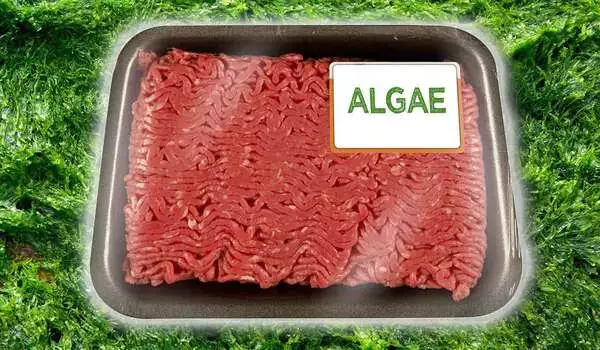 Algae as a surprising meat alternative and source of environmentally friendly protein