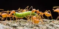 Ants Recognize Infected Wounds and Use Antibiotics to Treat Them