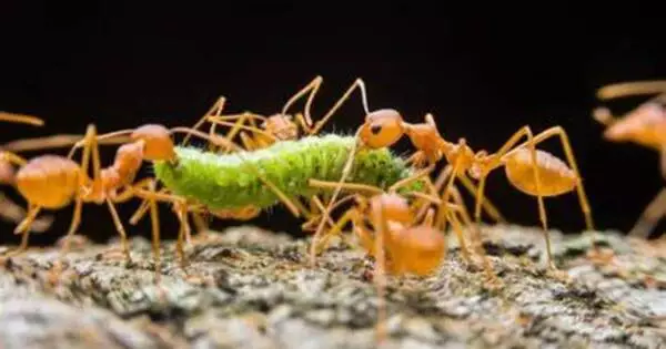 Ants Recognize Infected Wounds and Use Antibiotics to Treat Them