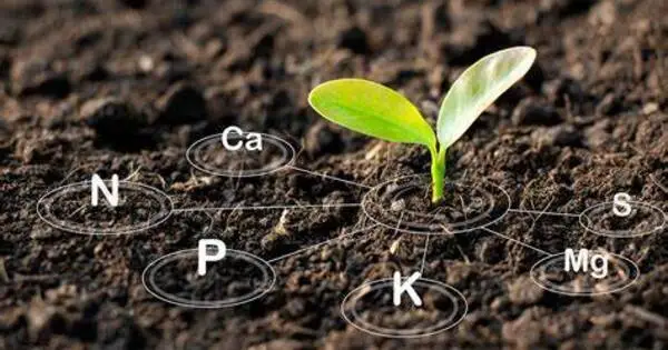 Electronic 'soil' enhances crop growth