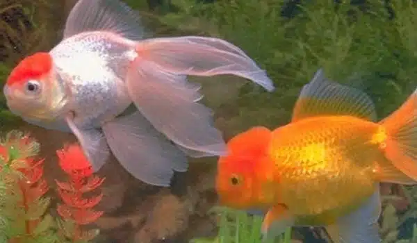 Fish display distinct individual behaviors when swimming to find food