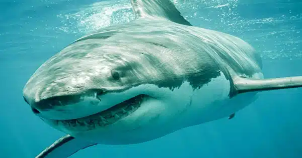 Humans Now kill 80 Million Sharks Per Year Through Fishing, Notwithstanding Regulations