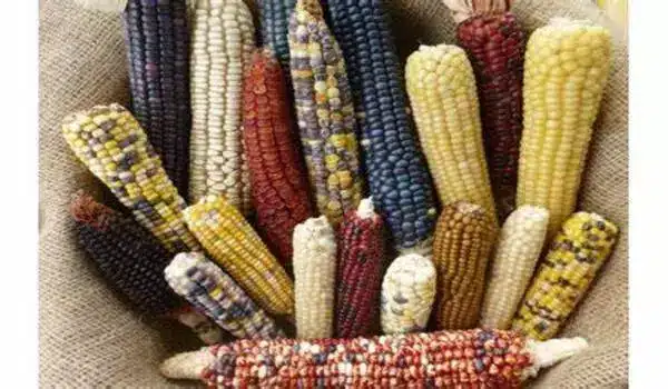 A mixed origin made maize successful