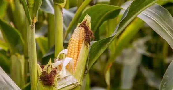 Maize was successful due to its Heterogeneous Origin