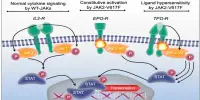 New Findings show Tissue-dependent involvement of JAK Signaling in Inflammation