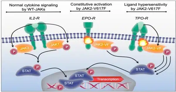New Findings show Tissue-dependent involvement of JAK Signaling in Inflammation