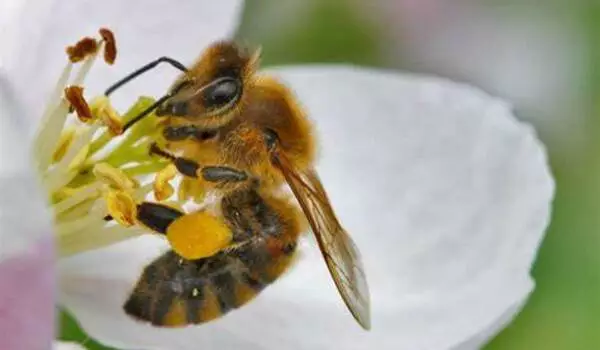 Pesticides and adjuvants disrupt honey bee's sense of smell