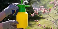 Pesticides and Adjuvants impair the Sense of Smell in Honey Bees