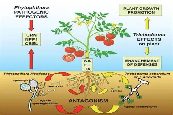 Plant Warfare – the critical role of NRC Proteins in Tomato Defensive ...