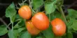 Plant Warfare – the critical role of NRC Proteins in Tomato Defensive Mechanisms