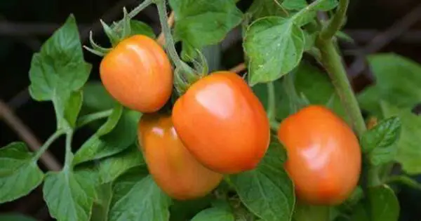 Plant Warfare – the critical role of NRC Proteins in Tomato Defensive Mechanisms