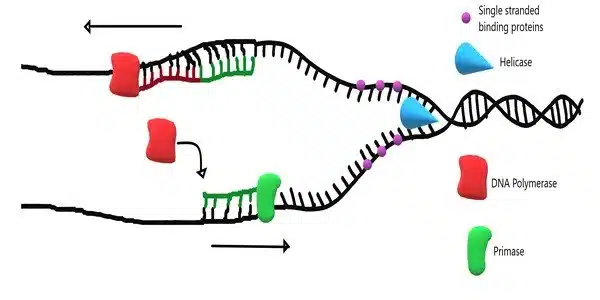 Researchers solve mystery behind DnaA protein's role in DNA replication initiation