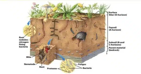 Soil Biomantle