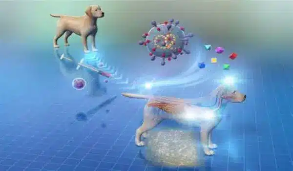 The future of canine stem cell therapy: unprecedented, painless, and feeder-free
