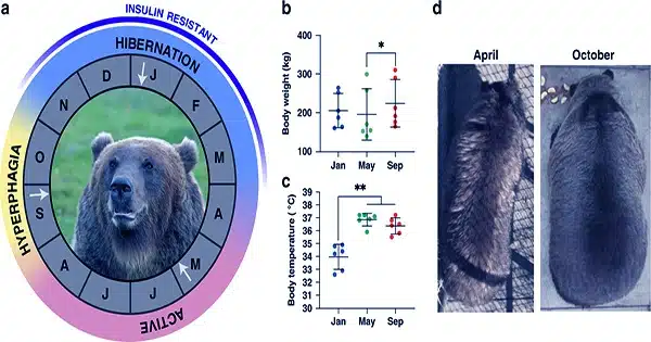 A-Study-Shows-Molecular-Pathways-Behind-Hibernation-in-Mammals-1