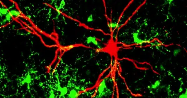 A Study identifies a Chemical Pathway linked to Neuronal Death