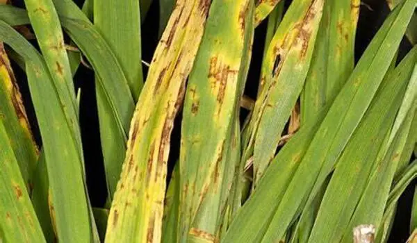 Climate change: Fungal disease endangers wheat production