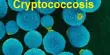 Improved Detection and Treatment for Cryptococcosis