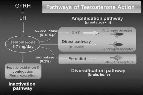 Mechanism linking anxiety to testosterone