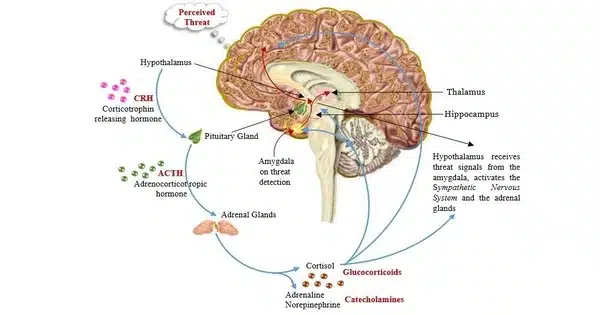 Mechanism Connecting Anxiety and Testosterone