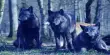 Mutant Wolves at Chernobyl Developed Anti-Cancer Abilities