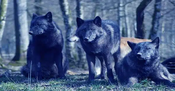 Mutant Wolves at Chernobyl Developed Anti-Cancer Abilities