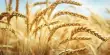 Non-allergenic Wheat Protein for producing better Grown Meat