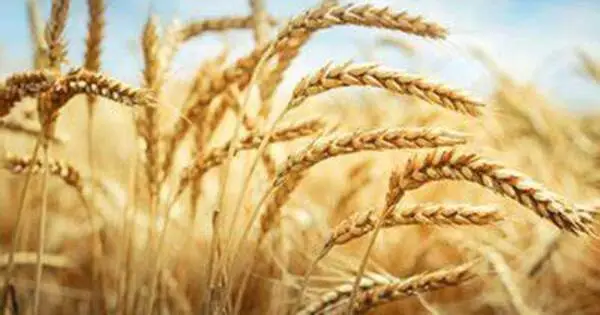 Non-allergenic Wheat Protein for producing better Grown Meat