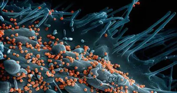 Researchers identify Genetic Variables for Severe Lassa Fever
