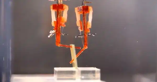 Scientists Develop a Two-legged Robot Driven by Muscle Tissue