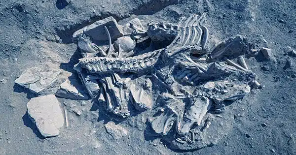 Some Pre-Roman Humans Were Buried With Dogs, Horses, and Other Animals