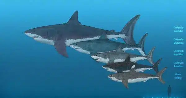 The Megalodon was less Massive than Originally Assumed