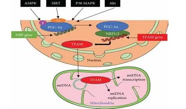 Unraveling the role of supersulfides in regulating mitochondrial function and longevity