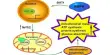Understanding the Role of Supersulfides in Controlling Mitochondrial Function and Longevity