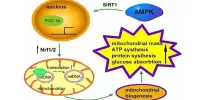 Understanding the Role of Supersulfides in Controlling Mitochondrial Function and Longevity