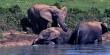 Asian Elephants Mourn and Bury Their Dead Calves