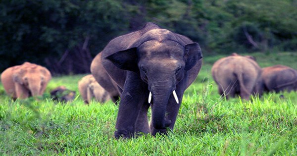 Asian-Elephants-Mourn-and-Bury-Their-Dead-Calves