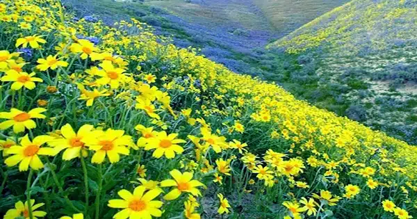 California Expects “Impressive” Superbloom; Officials Encourage “Take Photos Not Flowers”
