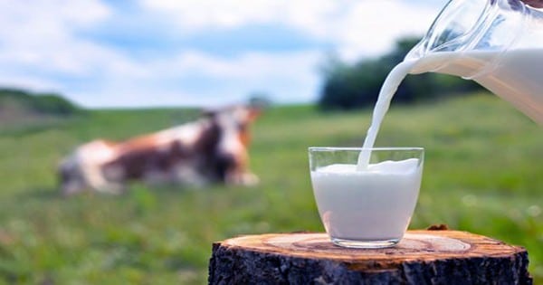 For-the-First-Time-a-Genetically-Altered-Cow-Produces-Human-Insulin-in-Her-Milk-1