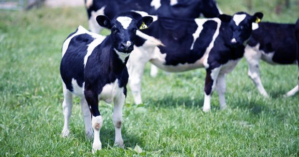 For the First Time, a Genetically Altered Cow Produces Human Insulin in Her Milk