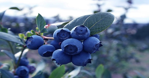 Giant Blueberry The Size of a Ping-pong Ball is the New World Record Breaker