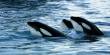 Orcas Prove That They No Longer Need to Hunt in Packs to Take Down the Great White Shark