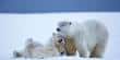 Polar Bears are unlikely to Adapt to Extended Summers