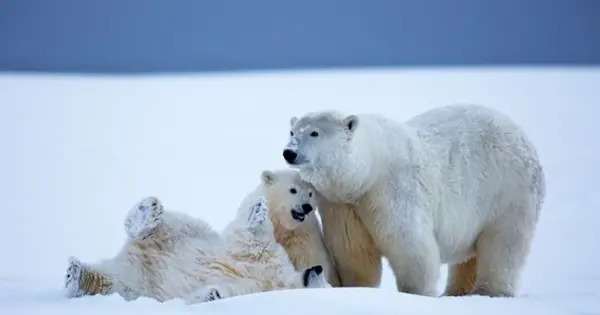 Polar Bears are unlikely to Adapt to Extended Summers