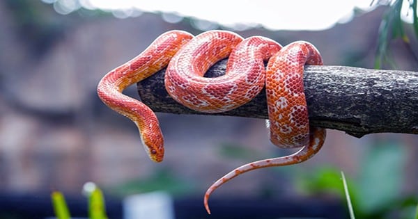 Snakes-are-the-new-high-protein-superfood-1